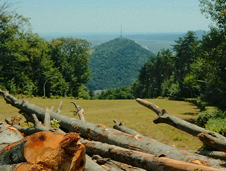 De madera olvidada a comedero de pájaros